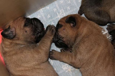 du Chemin des Anges - Chiots a Réserver 